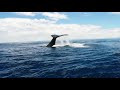 Tail Slapping Humpback Whale on the Osa Peninsula of Costa Rica!