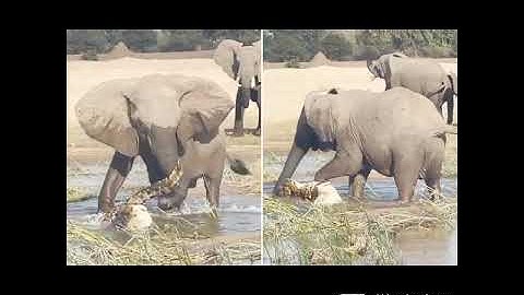 ELEPHANTS AND CROCODILE FIGHT@DRSKSINGH CHANNEL JAI SHREERAM