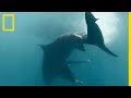 Le port de Nouméa, repère des requins bouledogues