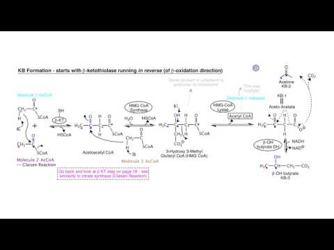 ketogenesis,-diabetes,-and-starvation