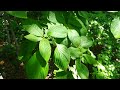 ヤマボウシかハナミズキの若葉だと思います。 Kousa dogwood or Dogwood young leaves maybe.