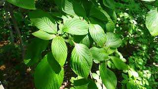 ヤマボウシかハナミズキの若葉だと思います。 Kousa dogwood or Dogwood young leaves maybe.