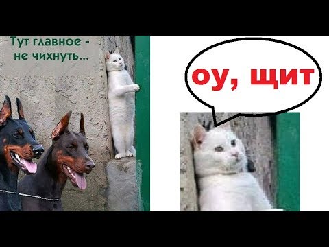 Смотреть клип Лютые приколы. Леонид Аркадиевич ШАУРМОВИЧ и ГОРОХОВОЕ мороженое онлайн бесплатно в качестве Смотреть клип Лютые приколы. Леонид Аркадиевич ШАУРМОВИЧ и ГОРОХОВОЕ мороженое онлайн бесплатно в качестве