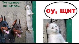 Лютые приколы. Леонид Аркадиевич ШАУРМОВИЧ и ГОРОХОВОЕ мороженое Лютые приколы. Леонид Аркадиевич ШАУРМОВИЧ и ГОРОХОВОЕ мороженое