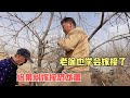 记录新疆小院真实生活，体验人生百态，跟着邻居学习种植嫁接果树【1212房车旅行】