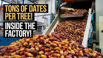 Inside MASSIVE Medjool Date Factories That Process Tons of POUNDS Per Tree!
