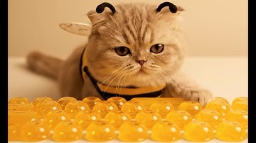 🐝 꿀벌 고양이의 꾸덕한 꿀 키보드 모음 🍯 | Sweet Honey Keyboard ASMR (귀염주의)