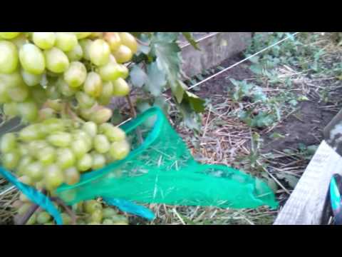Сорт Юлиан 16.08.16
