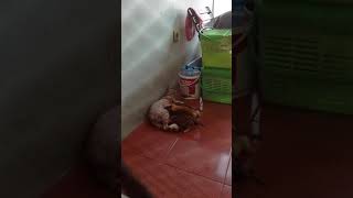Cat Breastfeeding 2 Cat Breastfeeding 2