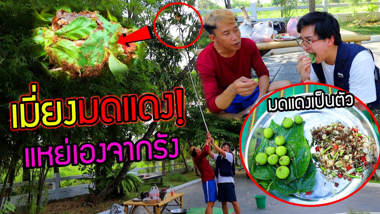 เมี่ยงมดแดง!! แหย่สดๆจากรัง ไล่กัดจนวิ่งหนีกระจาย เมนูเปรี้ยวจี๊ดสะใจถูกใจน้องโอ