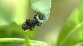 Apoderus Leaf-rolling Weevil Making Love & Nidus #1/3 セアカヒメオトシブミの揺籃作り：前編