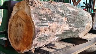 Fast process of sawing old teak logs full of beautiful grain in the sawmill 