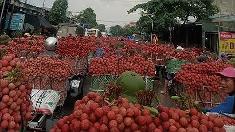 Vải thiều lục ngạn 2025 tại phì Điền lục ngạn Bắc Giang ngay 21/6/2025