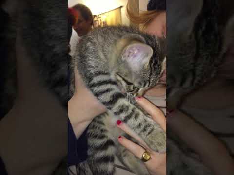 Chaton Qui Grogne Youtube Chaton Qui Grogne Youtube