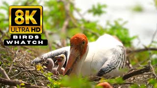 8K Bird Watching | Different Types of Beautiful Birds in Ultra HD