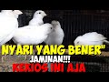 MAU YANG DIJAMIN!!!REVIEW HARGA BURUNG KENARI TERBARU DIKIOS H.ABU