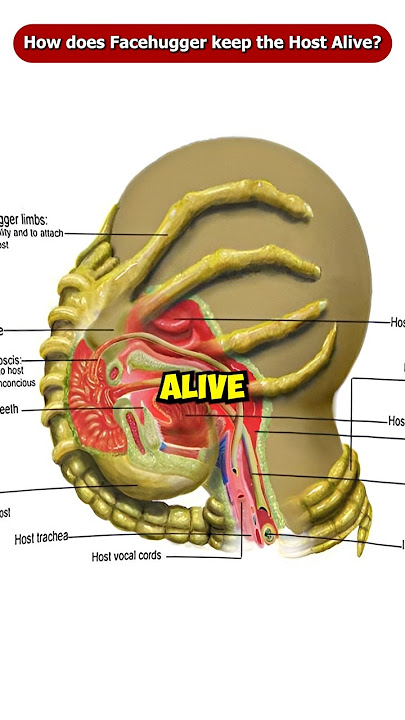 How does the Facehugger Keep the Host Alive during the Impregnation? #Shorts #Viral