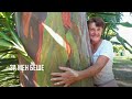 Зрелищно дърво-Rainbow Eucalyptus (Евкалипт дъга) Вижте го!