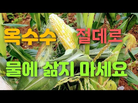 🇰🇷옥수수 절데로 끓는 물에 삶지 마세요 옥수수 찌는법 효능 900% 살리는 조리법👍