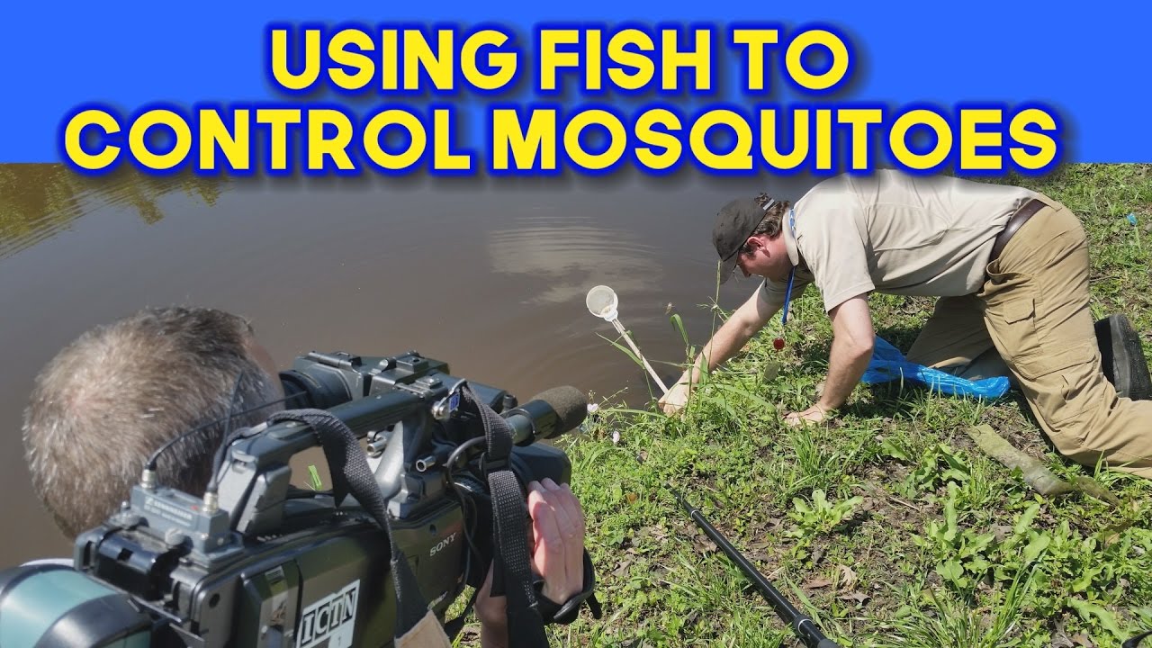 Fish Helping to Control Mosquitoes in Irving YouTube