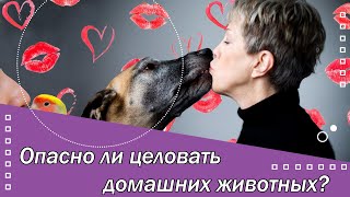 Опасно ли целовать домашних животных?