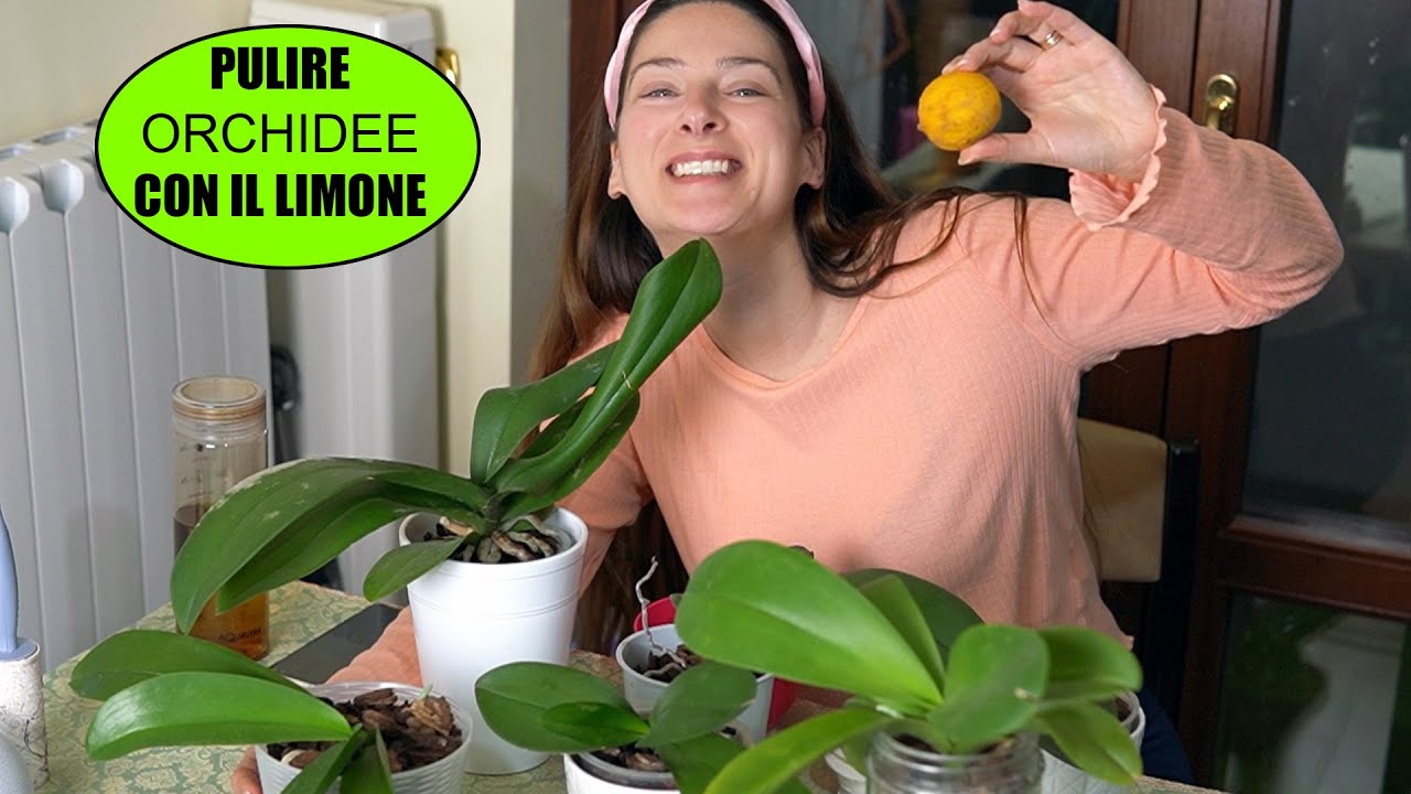 ORCHIDEA SPORCA E OPACA? FALLA BRILLARE ✨ puliamo insieme le orchidee sporche con residui di concime