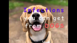 DOGS: INFECTIONS you can get from 'man's best friend'