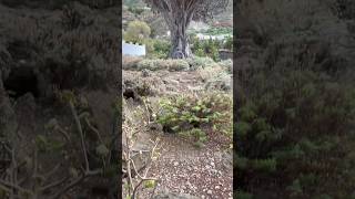 El Drago Milenario, over 1000 years old!