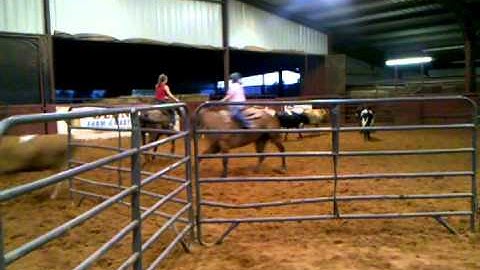 Valley View Ranch - Diablos Sugar Dude 9-14-11 sorting 3