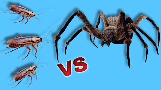 Araña Gigante VS Mucho CUCARACHAS HAMBRIENTAS