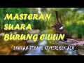 Masteran Suara Burung Cililin Gacor Ngeroll Panjang Dengan Jeda dan Gemericik Air Super Jernih