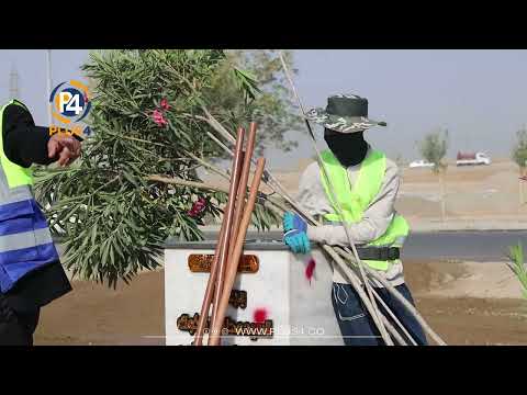 کۆتا نەمامی پرۆژەی باخچەی مامە ڕیشە روێندرا