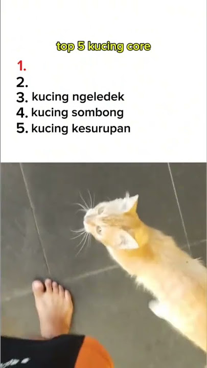 🐈:aing maung#memesdaily #likeandsubscribe