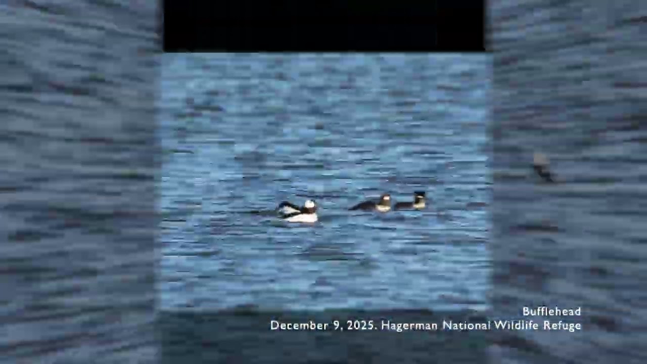 20251209 Bufflehead