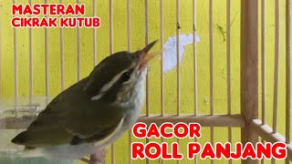 BURUNG CIKRAK KUTUB ROLL PANJANG COCOK BUAT MASTERAN...