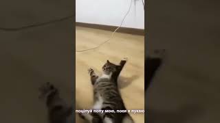 funny cumpilation with cats via mcalegg