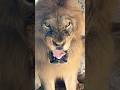 Lion Attack: 5 Mistakes To Avoid! 🦁🚫 (Zinda Kaise Bachein?)