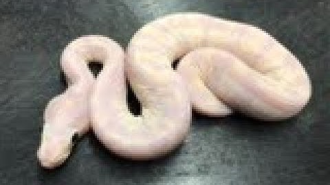 My favorie Ball Pythons of 2019   so far   Part 1 + Super Microscale!