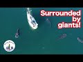SURROUNDED BY GIANTS! Sailing Bohemia Ep.37