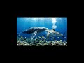 "Unbelievable Friendship: Shark & Whale Become Best Buddies 🦈🐋💙 | #Trending #ViralVideo #ShortVideo"