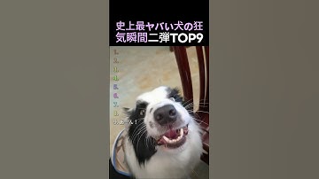 史上最ヤバい犬の狂気瞬間二弾TOP9
