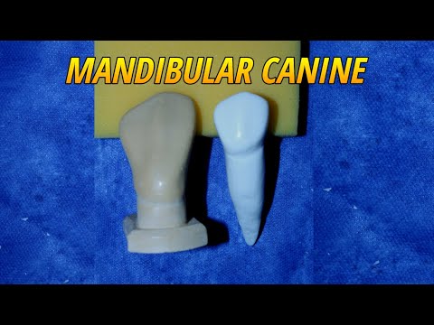 Video: Forskjellen Mellom Maxillary Og Mandibular Canine