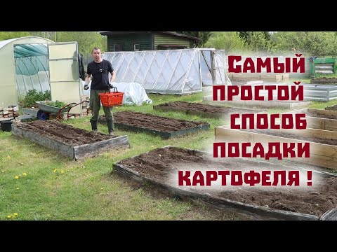 Вернули пчел и сажаем картофель самым простым способом!