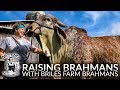 Raising Brahman Cattle with Briles Farm Brahmans (Meet My Neighbor)