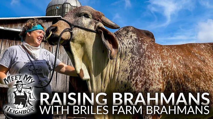 Raising Brahman Cattle with Briles Farm Brahmans (...