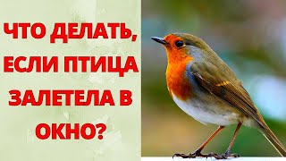 Вы Знали К Чему Птица Залетает В Окно? Народные Приметы, Связанные С Птицами. Птица Залетела В Окно