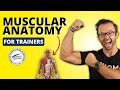 Muscular anatomy for nasm trainers everything you need to know  nasmcpt 7th edition