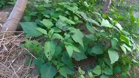 道地野菜「龍葵」又稱黑珠仔菜。 - 天天要聞