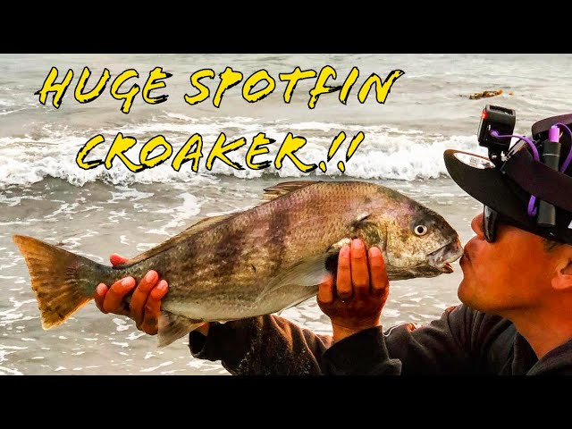 Orange County Surf Fishing MONSTER Spotfin Croaker on Light Line 