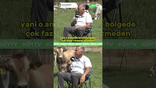 Tank Gibi İnek Boz Irk